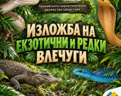 Изложба на влечуги в Mall Plovdiv | Черна мамба и Кралска кобра